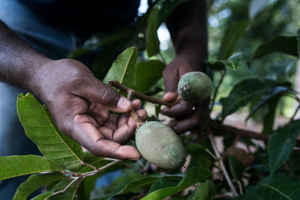 Galip nut a global opportunity for Papua New Guinea agriculture